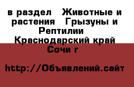  в раздел : Животные и растения » Грызуны и Рептилии . Краснодарский край,Сочи г.